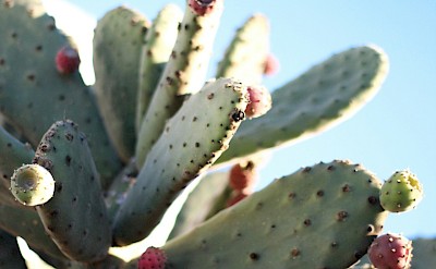 Cactus, Lanzarote, Spain. Unsplash@Lucy Joy