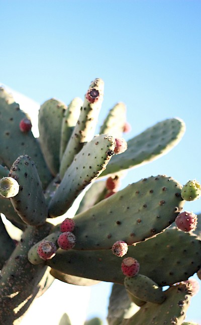 Cactus, Lanzarote, Spain. Unsplash@Lucy Joy