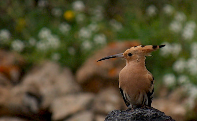 Hoopoe bird in Haria, Lanzarote, Canary Islands. Photo via Flickr:Frank Vassen