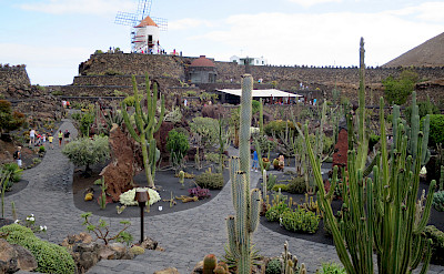 Jardin de Cactus (Cactus Garden) designed by Cesar Manique on Lanzarote, Canary Islands. Photo via Flickr:Ben Salter