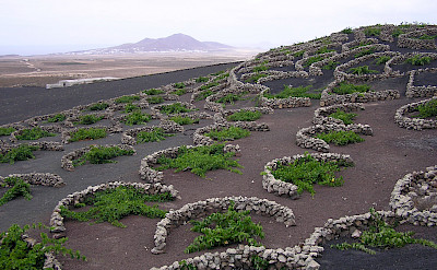 Vines on La Geria being protected from the wind by semi-circular stone walls. Lanzarote, Canary Islands. Photo via Flickr:Yummifruitbat