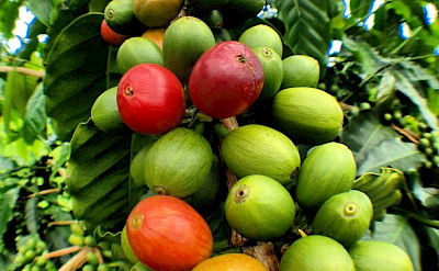 Coffee bean for picking at Kailu Kona Coffee Plantation, Hawaii. Photo via Flickr:Matt Wunderle