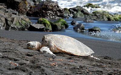 Tortoises resting on the black volcanic sand at the beach in Pahala, Hawaii. Photo via Flickr:Michelle 19.205797, -155.902648