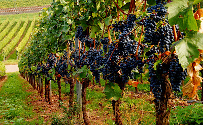 Wine tasting in vine-clad Nierstein, Rhineland-Palatinate, Germany. Flickr:Ulrich Vismann