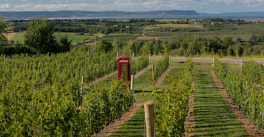Vineyards (here Luckett) in and around Wolfville, Nova Scotia, Canada. Photo via Flickr:Gavin Langille