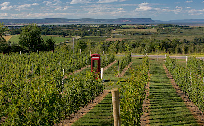Vineyards (here Luckett) in and around Wolfville, Nova Scotia, Canada. Flickr:Gavin Langille
