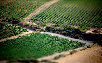 Vineyards in Haro, La Rioja, Spain. Flickr:Marcos Lomba