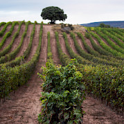 La Rioja - Land of Wine Photo