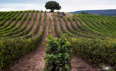 Vineyards in Rioja, Spain. Flickr:Javier Colmenero