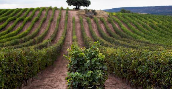 Vineyards in Rioja, Spain. Flickr:Javier Colmenero 42.342305, -2.427979