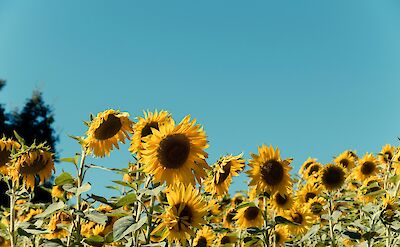 Sunflowers in Medina de Pomar, Spain. Unsplash@Chris Warren