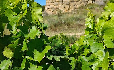 Vineyard in Haro, Spain. Unsplash@Des McCarthy