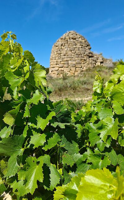 Vineyard in Haro, Spain. Unsplash@Des McCarthy