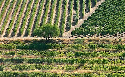 Beautiful vineyards in Portugal! Flickr:Francois Philipp