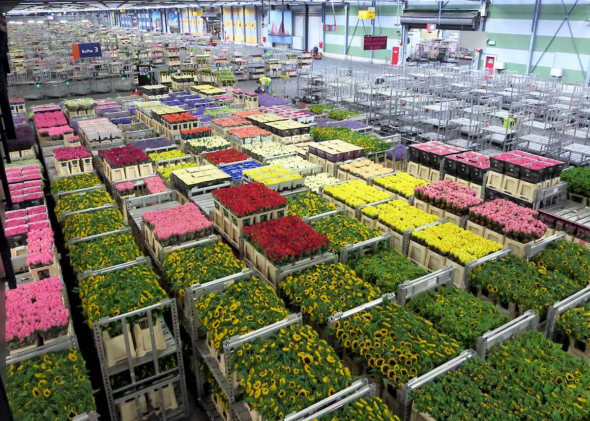 Allsmeer flowers at the market