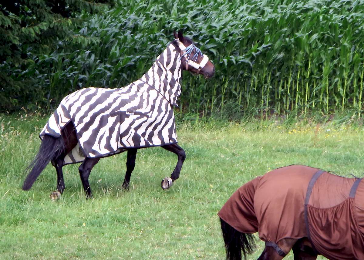 Zebra deer