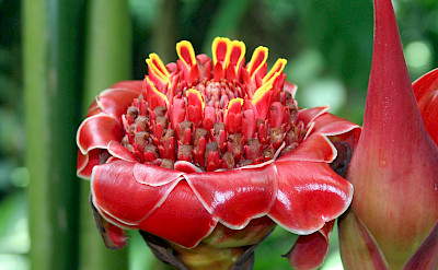 Rainforest flowers in Arenal, Costa Rica. Photo via Flickr:Ben Kucinski