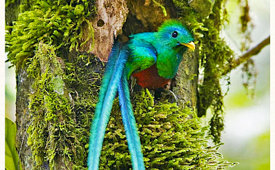 Quetzal bird in Monteverde Cloud Forest Reserve, Costa Rica. Photo via Flickr:Karl-Ludwig Poggemann