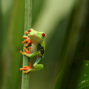Costa Rica Photo