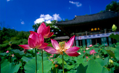 Lotus flowers blooming in Seoul, South Korea. Photo via Flickr:Sunkee Hwang