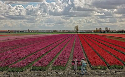 Tulip fields in South Holland! ©Hollandfotograaf
