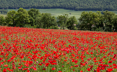 Poppy fields in Umbria, Italy. Flickr:Andrew Moore