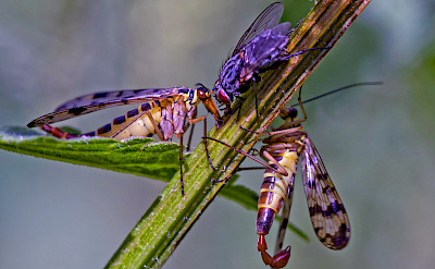 Scorpionfly in the Netherlands. ©holland fotograaf