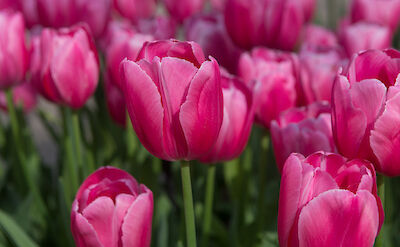Tulips in Holland, of course! Flickr:nikontino