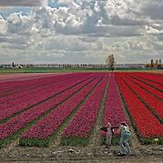 Heart of Holland - Tulip fields in the Springtime in Holland! ©Hollandfotograaf
