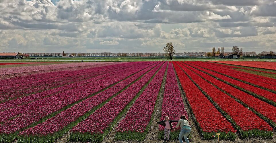 Tulip fields in the Springtime in Holland! ©Hollandfotograaf