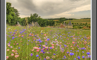 Wildflowers in Azay-le-Rideau on the Indre River, France. Flickr:@lain G