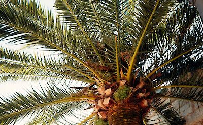 Palm tree in Villaviciosa, Spain. Unsplash:Samuel Beer