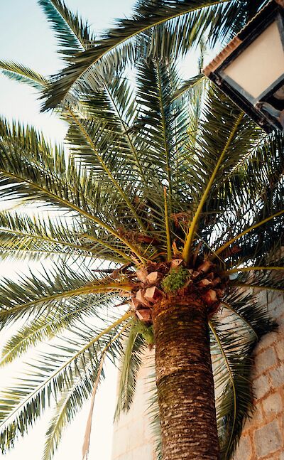 Palm tree in Villaviciosa, Spain. Unsplash:Samuel Beer