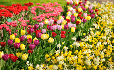 Tulips are a Dutch delight. Flickr:gnuckx