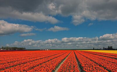 Tulip fields in the Springtime in the Netherlands. ©Hollandfotograaf
