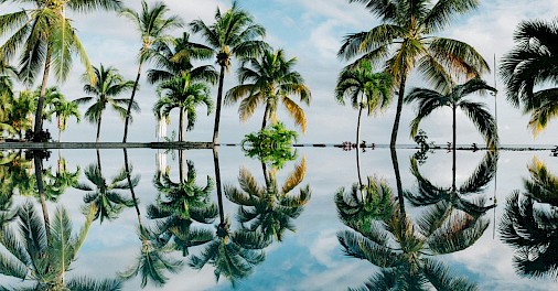 Reflections of palm trees, Flic en Flac, Mauritius. Unsplash@Dan Freeman