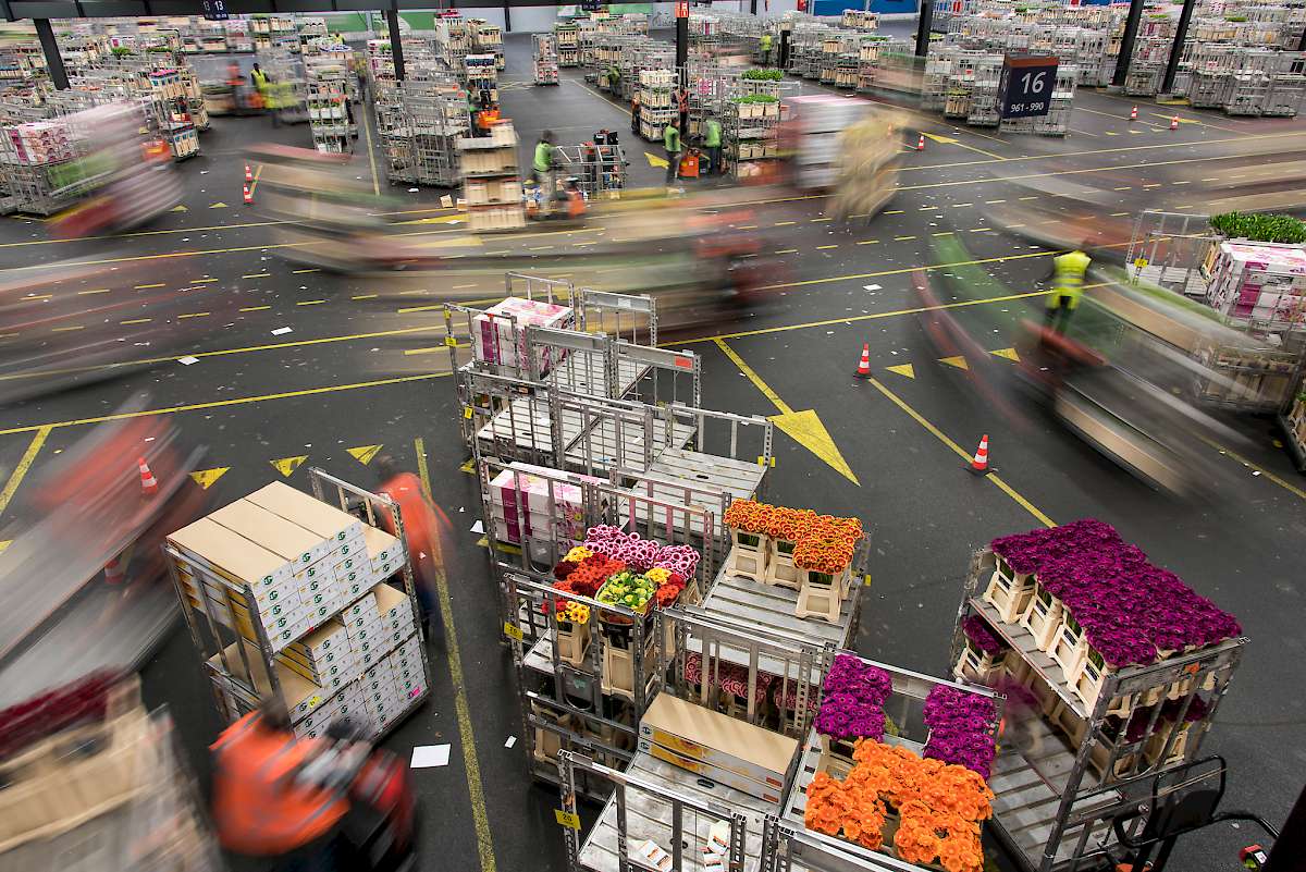 Action at the flower auction