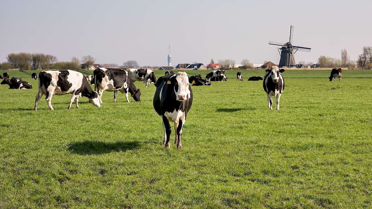 Cows at the cheese farm