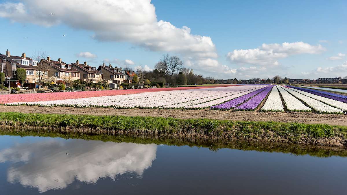 Fields of Hyacinths