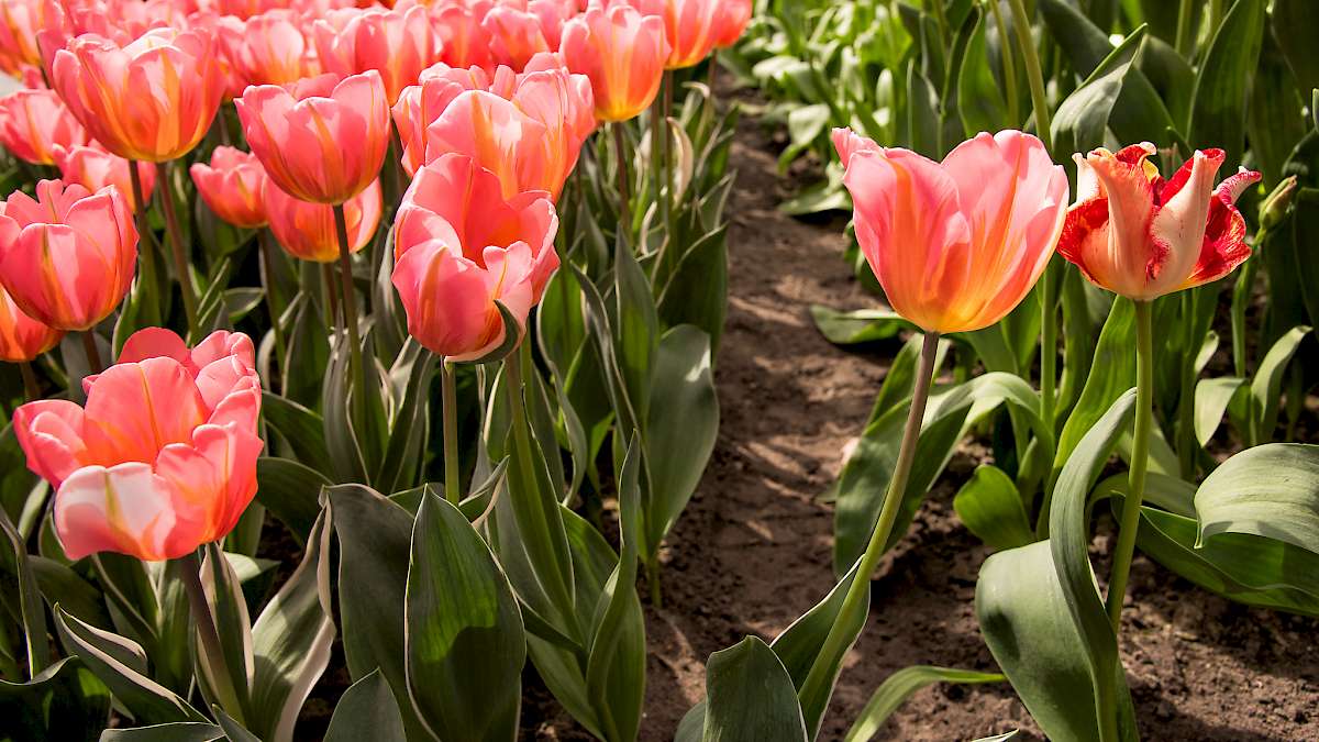 Tulips