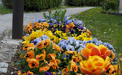 Flowers in Riedenburg, Germany. Flickr:Darius Zulka