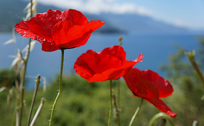 Wild poppies by Lake Ohrid, Macedonia. Photo via Flickr:By Inge