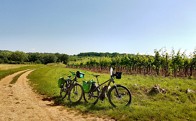 Cycling among vineyards on the Istria to the Adriatic Sea Bike Tour