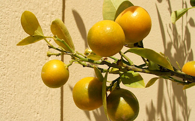 Citrus tree in Athens, Greece. Flickr:gypsy in moda