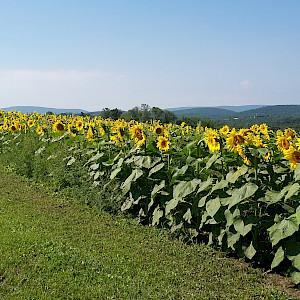Sunflowers in the Endless Mountains
