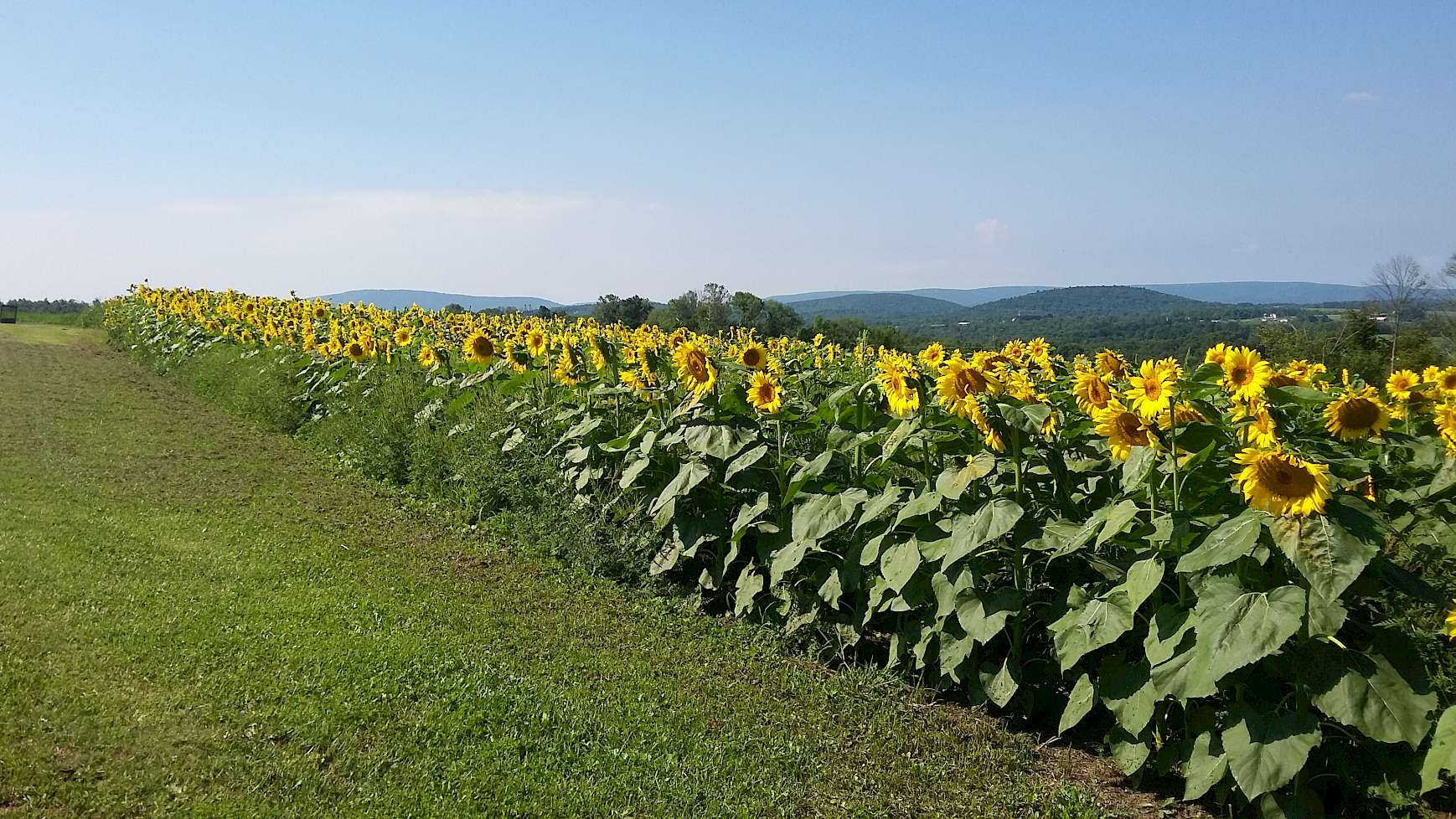 Sunflowers in the Endless Mountains