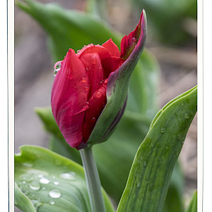 Curved Red Tulip