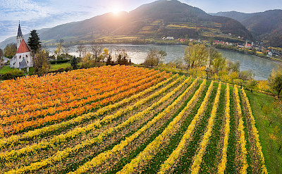 Vineyards in the famous Wachau Valley along the Danube River bike tour. ©TO