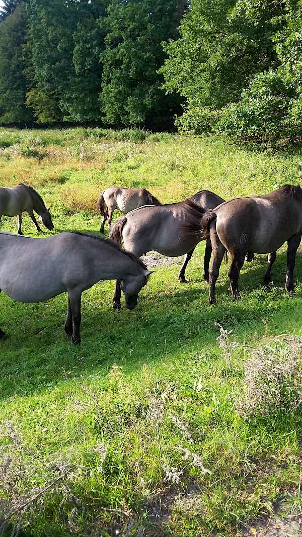 Wild horses in Poland