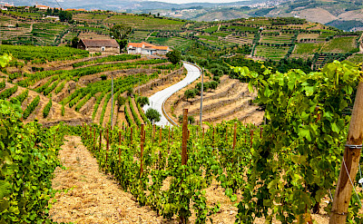 Biking among the vineyard terraces of the Douro Valley, Portugal. Flickr:mat's eye